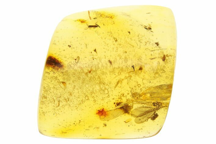 Polished Colombian Copal ( g) - Contains Beetle! #281405